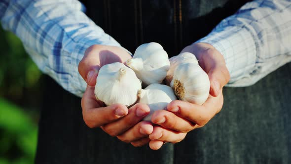 A Man Holds Several Garlic Bulbs alt