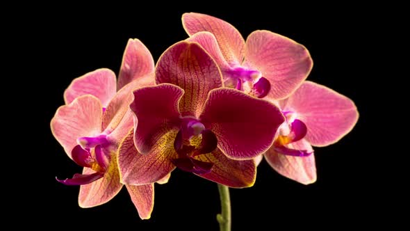 Blooming Red Orchid Phalaenopsis Flower alt