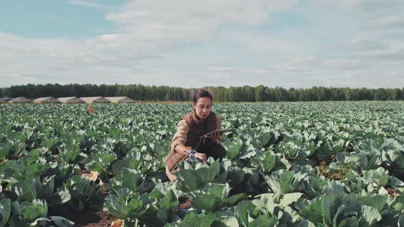 Woman Checking Cabbage Quality alt