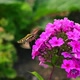 Hawk Insect Flies over Violet Flower on Green Background. - VideoHive Item for Sale