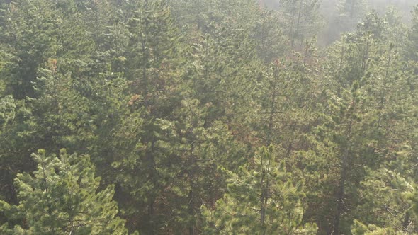 Slow flight above the tree tops of coniferous woods 4K drone video alt