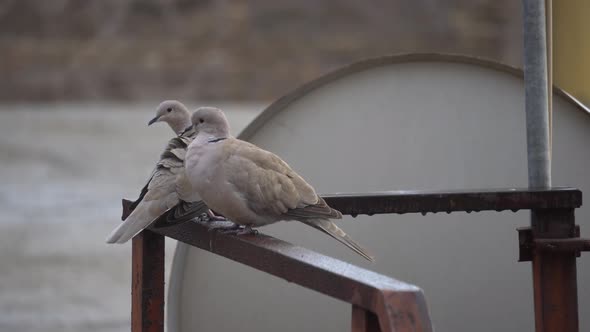 Turtle doves in town