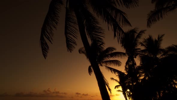 Sunset In Backlight With Palms Trees In Tropical Island