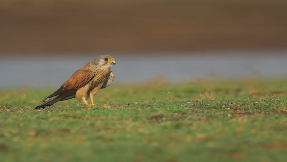 Late Evening a Common Kestrel bird sits on the green shore of a lake trying to look around to find i alt