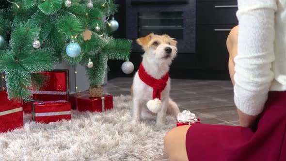 A dog in a red Christmas scarf receives a gift for Christmas alt