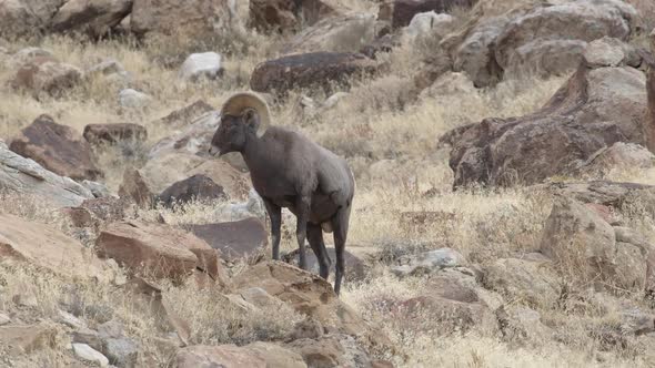 Bighorn sheep ram walking through the desert in Utah alt