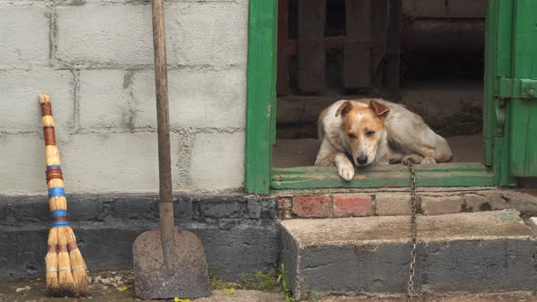 A yard dog on a chain hides from the rain in a barn. alt