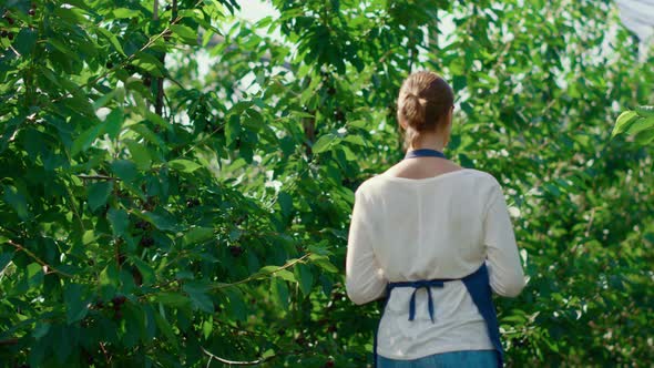 Agronomist Woman Analysing Plants in Modern Farmland Greenhouse Walking alt