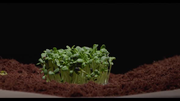 Microgreens Grow Through the Soil