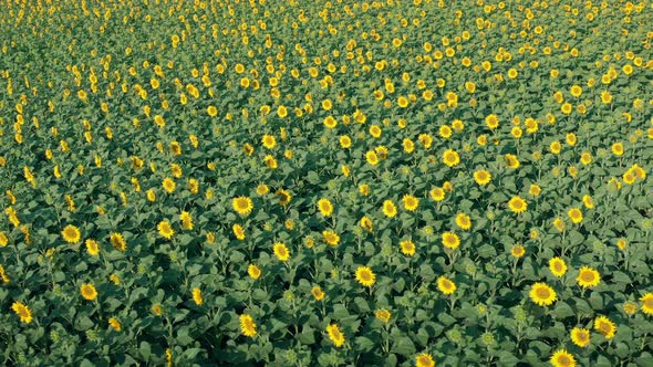 Air View of Field with Yellow Sunflowers Flowering of Yellow Sunflowers with Green Leaves alt
