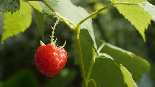 Close-up of European red  raspberry in the garden food background 4K 2160p 30fps UltraHD footage - P alt