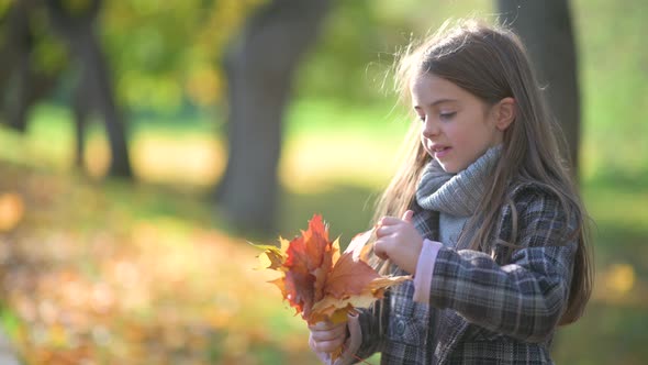 child collects a Bouquet of Fallen Leaves.