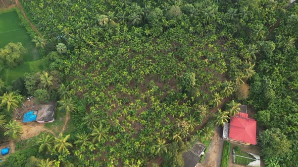Spectacular aerial footage of Areca nut farm alt