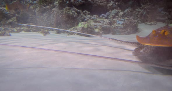 Stingrays Under Water alt