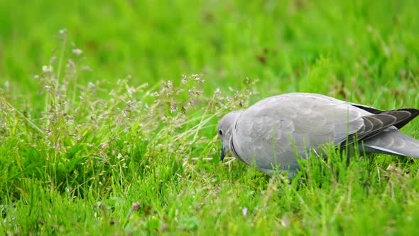 Eurasian Collared Dove alt