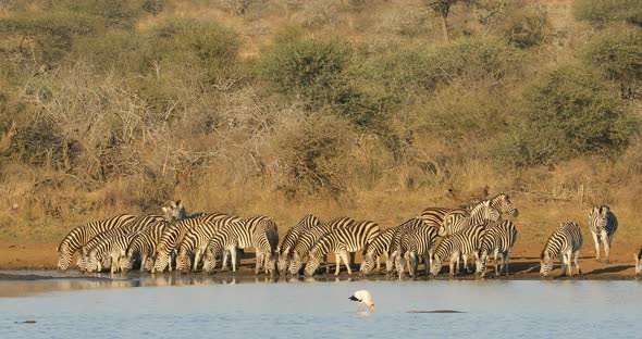 Plains Zebras Drinking Water - Kruger National Park  alt