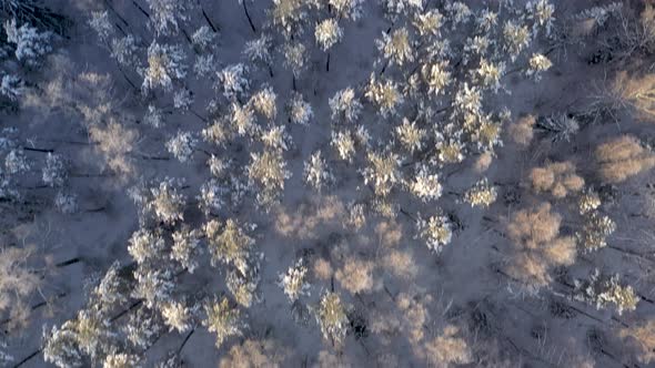AERIAL: Top Shot of Fast Drone Flying Over Pine Foret Painted by Blue Hour Light Streaks in Winter
