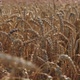Slow motion of the camera over the ears of barley. - VideoHive Item for Sale