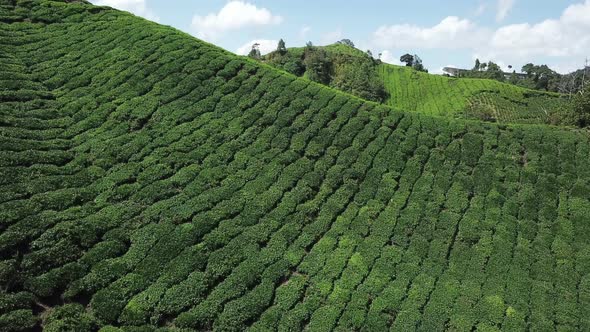 Tea Plantation in Malysia