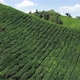 Tea Plantation in Malysia - VideoHive Item for Sale