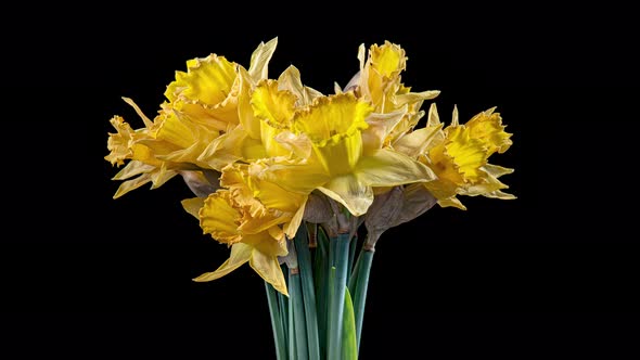 Time Lapse of Flowering Daffodil alt