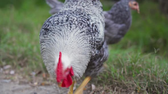 Rooster with white and black feathers walking, looking for food at green field