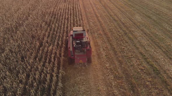 Combine Harvester Removes Corn in the Field at Sunset alt