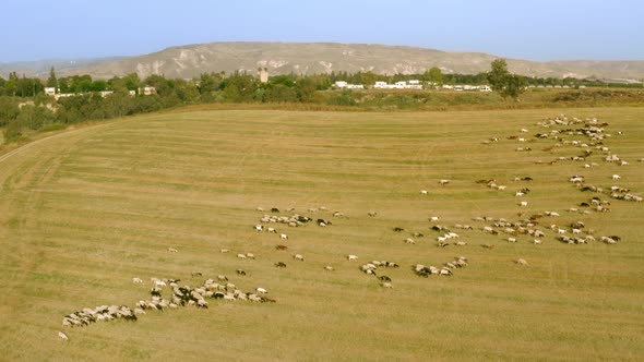 Sheep Graze in a Field Next To the Kibbutz Beit Zera in Israel alt