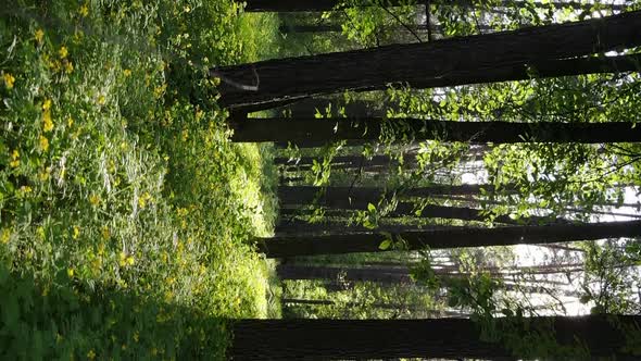 Vertical Video of a Beautiful Green Pine Forest on a Summer Day Slow Motion alt