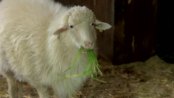 Close Up White Ewe Eating Hay in Stable alt