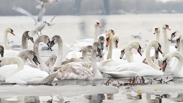 White Swans on Winter River