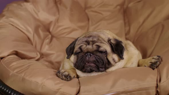 Close Up of Cute Pug Lying on Armchair and Breathing with Her Mouth Open alt