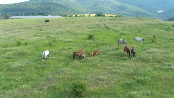 Aerial View Of Horses alt