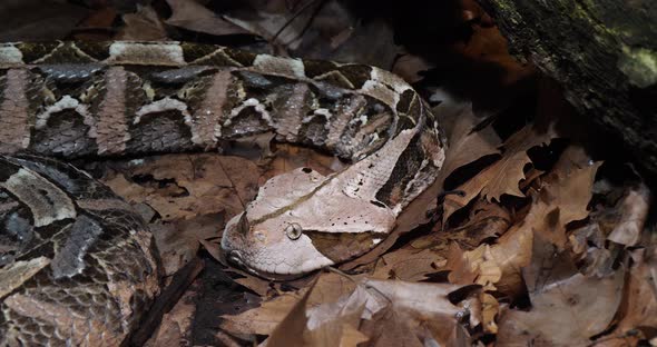 West African Gaboon viper, bitis gabonica rhinoceros, Head of Adult, Slow motion 4K alt