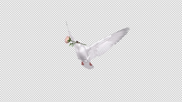 White Dove With Pink Rose 4k Flying Transition Alpha Channel By Videomagusfx