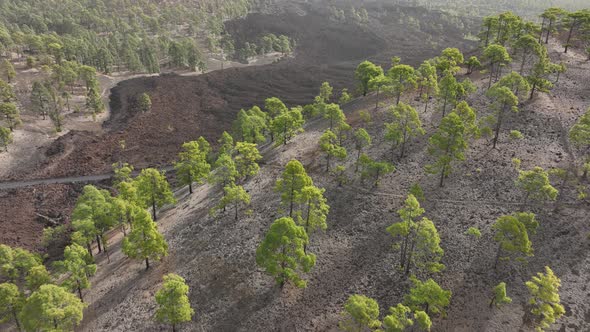 Tenerife Canary Islands Volcanic Landscape in Teide National Park alt