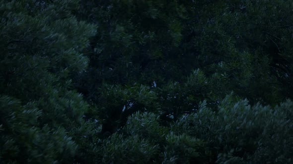 Tree Branches Sway On Windy Evening alt