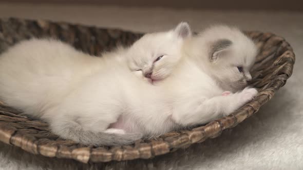 Sleepy Baby Cats alt