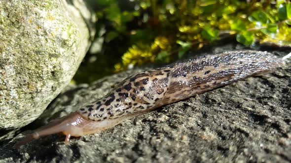 Leopard slug on a rock moving forward alt