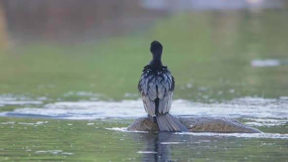 Single Indian Cormorant sits on rock in middle of river on a winter morning alt