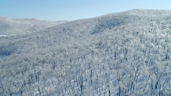 Aerial View of a Frozen Forest with Snow Covered Trees at Winter alt