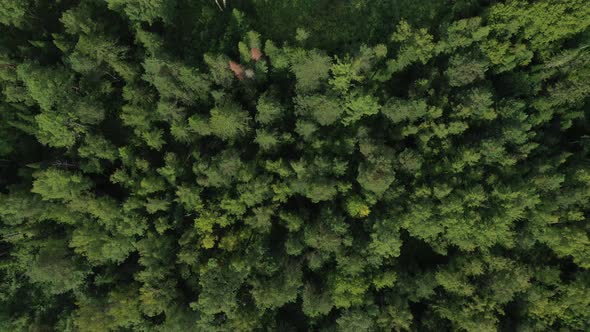 Forest aerial view