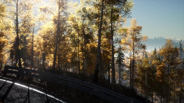 Camera Movement By Road In The Forest And The Sun Shining Through The Foliage alt