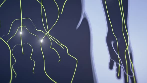 Neurons are the fundamental units of the brain and nervous system alt