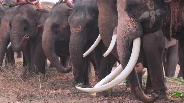 Group of elephant with mahout stand in the row together and some of them eat sugar cane alt