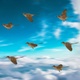 Flock Of Birds - VideoHive Item for Sale