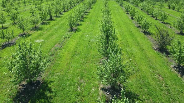 Apple Orchard View From a Height Trees Planted in Straight Rows