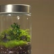 Glass Florarium Vase with Different Type of Green Plants Inside - VideoHive Item for Sale