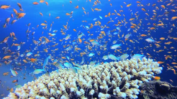 Underwater Beautiful Garden alt