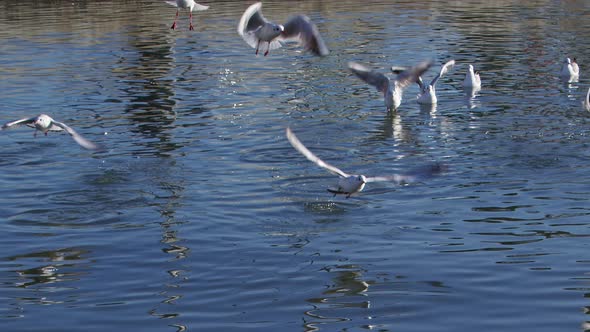 Group Of Seagulls Flying Over And Landing On Sea Water 5 alt